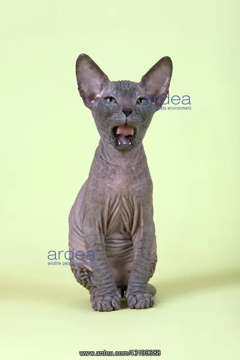 : Donskoy cat or Don Sphynx, kitten : Donskoy cat or Don Sphynx, kitten
