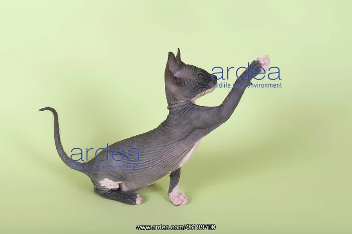 : Donskoy cat or Don Sphynx, kitten with a raised : Donskoy cat or Don Sphynx, kitten with a raised