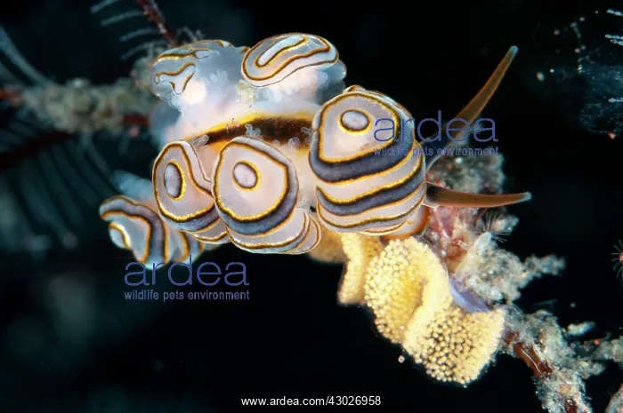 : Donut Doto Nudibranch : Donut Doto Nudibranch