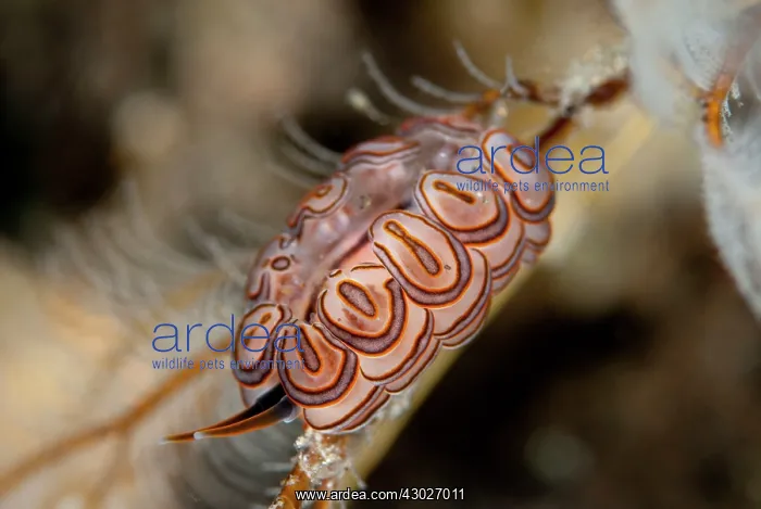 : Donut Doto Nudibranch : Donut Doto Nudibranch