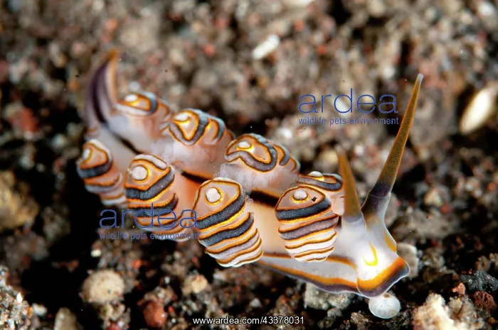 : Donut Doto Nudibranch : Donut Doto Nudibranch