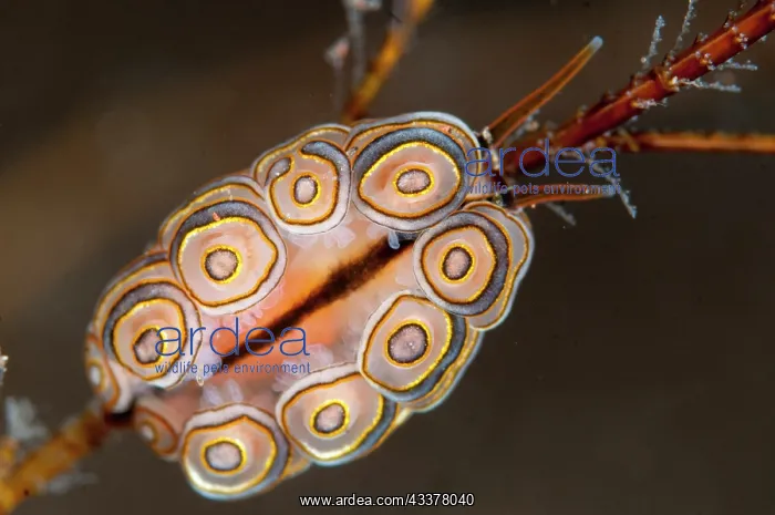  : Donut Doto Nudibranch