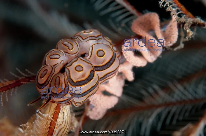 : Donut Doto Nudibranch : Donut Doto Nudibranch