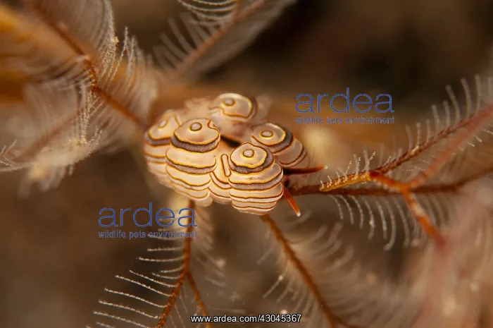 : Donut Doto Nudibranch - on hydroid - Pong Pong dive : Donut Doto Nudibranch - on hydroid - Pong Pong dive