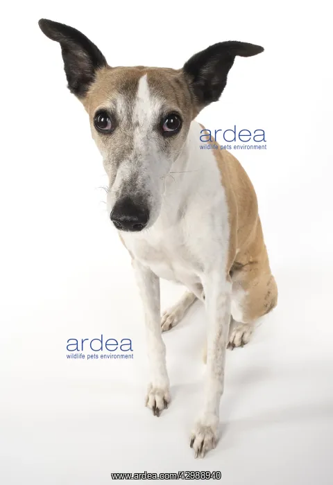 : DOPG. Whippet, sitting, studio on white : DOPG. Whippet, sitting, studio on white