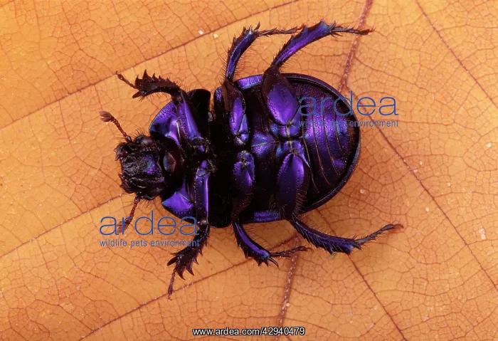 : Dor beetle - on its back : Dor beetle - on its back