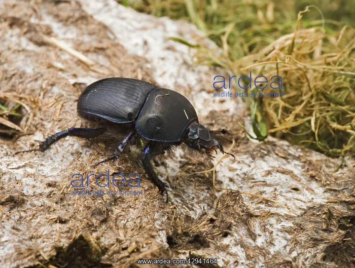 : Dor Beetle - on cow dung : Dor Beetle - on cow dung