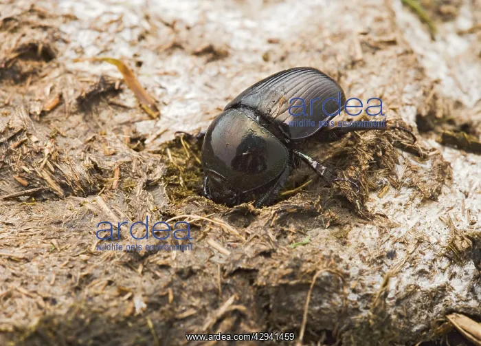 : Dor Beetle - digs into cow dung : Dor Beetle - digs into cow dung