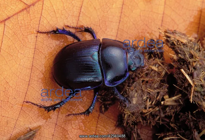: Dor beetle - feeding on dung : Dor beetle - feeding on dung