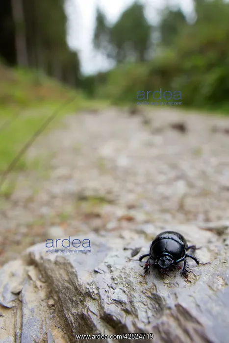  : Dor Beetle - Ladock Woods
