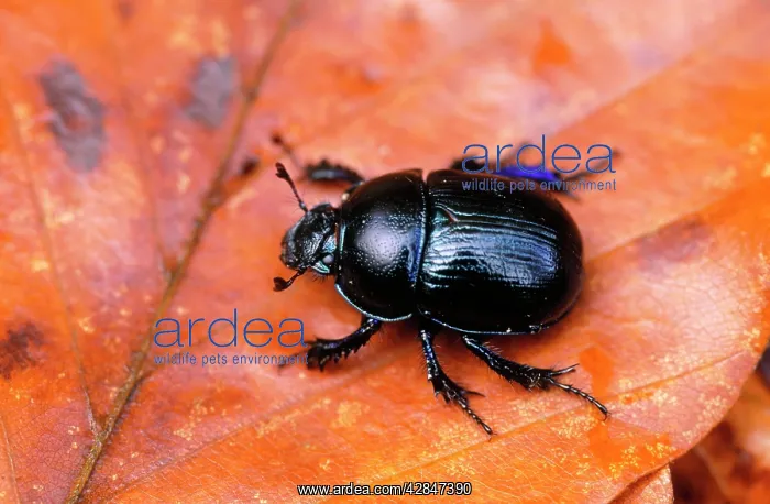 : DOR BEETLE - on leaf : DOR BEETLE - on leaf