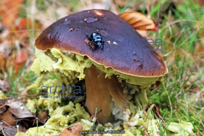: Dor Beetle - on Penny Bun fungus (Boletus edulis) : Dor Beetle - on Penny Bun fungus (Boletus edulis)
