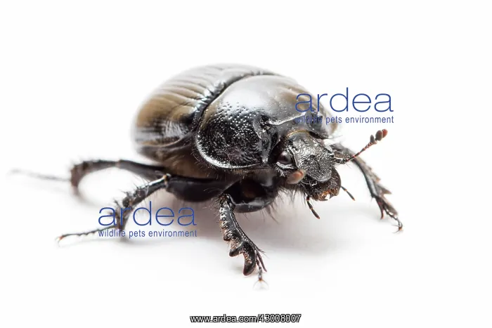 : Dor Beetle on white background Galicia, Spain : Dor Beetle on white background Galicia, Spain
