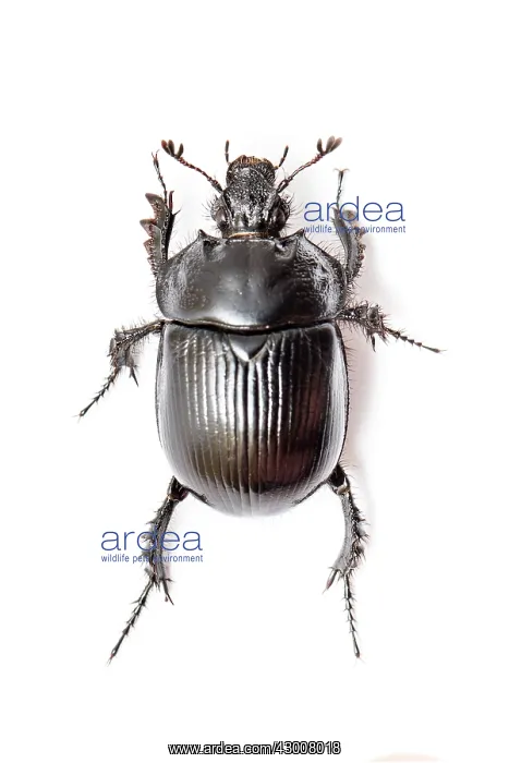 : Dor Beetle on white background Galicia, Spain : Dor Beetle on white background Galicia, Spain