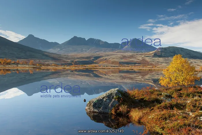 : Doralen autumn Mount Digerronden reflection in lake Dora : Doralen autumn Mount Digerronden reflection in lake Dora