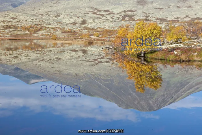 : Doralen autumn Mount Stygghoin reflection in lake Dorald : Doralen autumn Mount Stygghoin reflection in lake Dorald