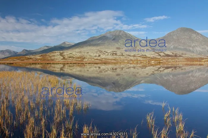 : Doralen autumn Mount Stygghoin reflection in lake Dorald : Doralen autumn Mount Stygghoin reflection in lake Dorald