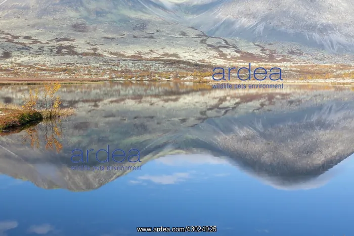 : Doralen autumn Mount Stygghoin reflection in lake Dorald : Doralen autumn Mount Stygghoin reflection in lake Dorald
