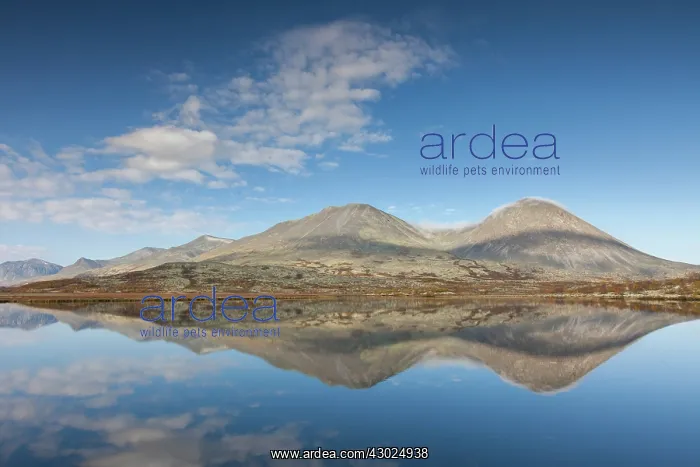 : Doralen autumn Mount Stygghoin reflection in lake Dorald : Doralen autumn Mount Stygghoin reflection in lake Dorald