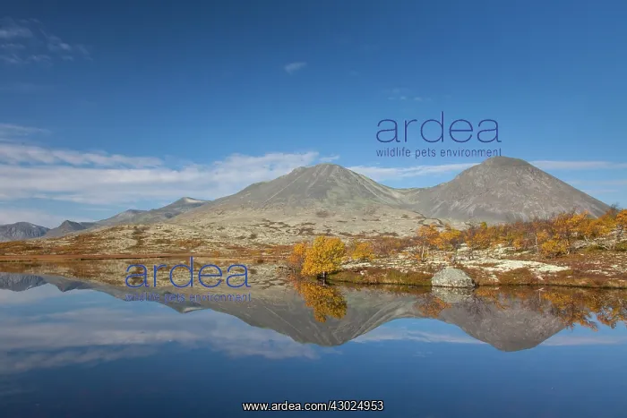 : Doralen autumn Mount Stygghoin reflection in lake Dorald : Doralen autumn Mount Stygghoin reflection in lake Dorald