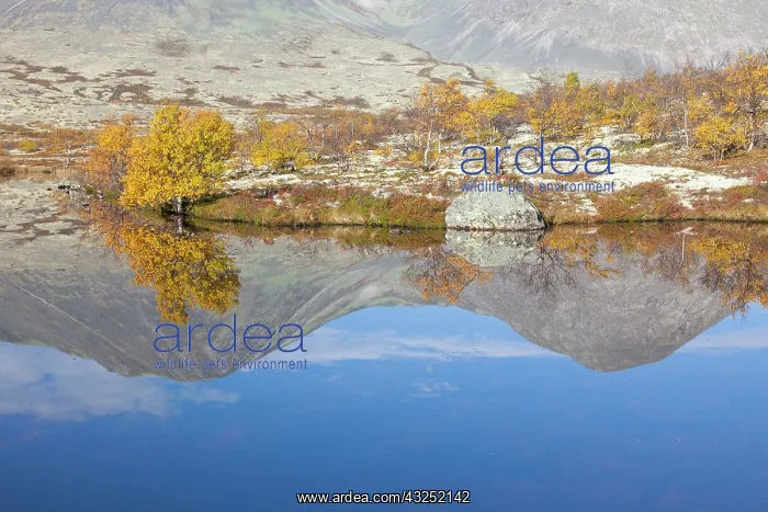 : Doralen autumn Mount Stygghoin reflection in lake Dorald : Doralen autumn Mount Stygghoin reflection in lake Dorald