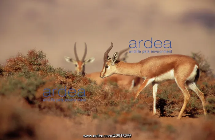  : Dorcas  /  Negav GAZELLE