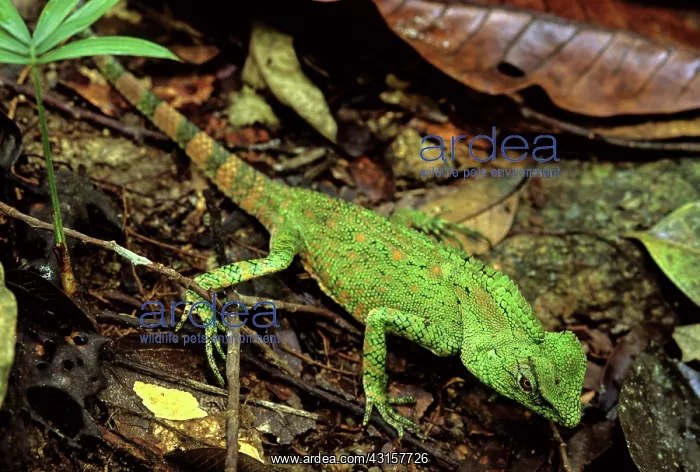 : Doria's Anglehead, Malaysia : Doria's Anglehead, Malaysia