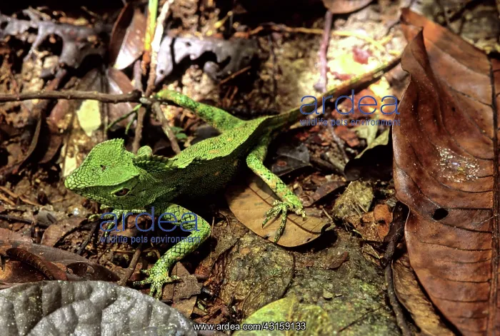 : Doria's Anglehead, Malaysia : Doria's Anglehead, Malaysia