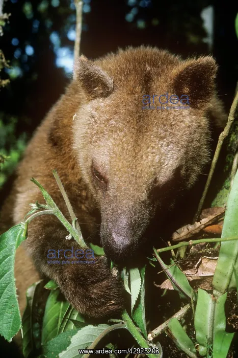 : Doria's Tree Kangaroo : Doria's Tree Kangaroo