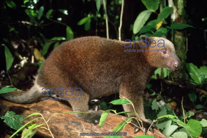 : Doria's Tree Kangaroo : Doria's Tree Kangaroo