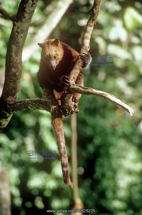 : Doria's Tree Kangaroo : Doria's Tree Kangaroo