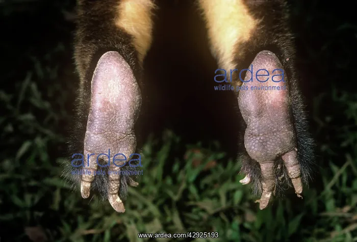 : Doria's Tree Kangaroo - feet detail : Doria's Tree Kangaroo - feet detail