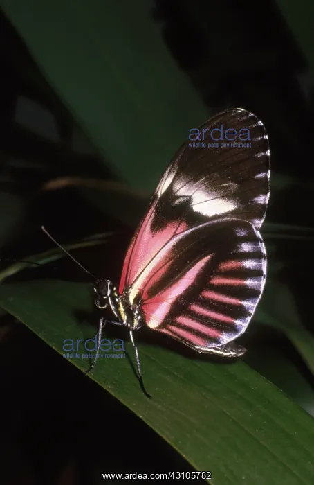 : Doris Longwing Butterfly : Doris Longwing Butterfly