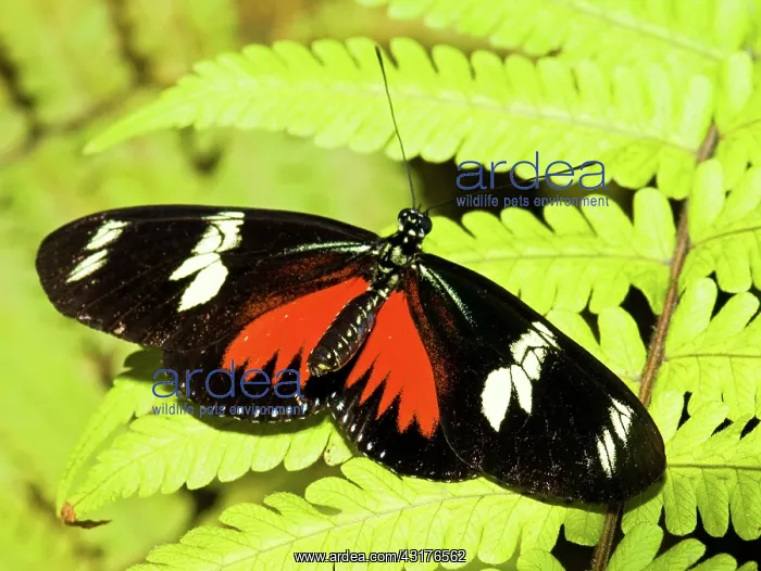: Doris Longwing Butterfly : Doris Longwing Butterfly