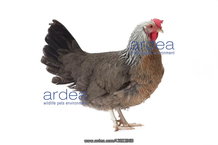  : Dorking Chicken Hen