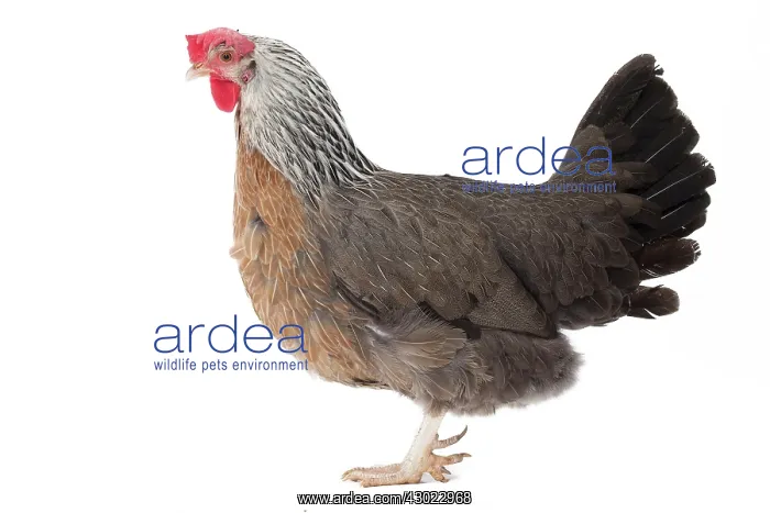  : Dorking Chicken Hen