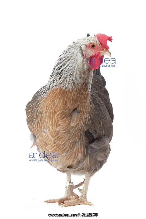  : Dorking Chicken Hen