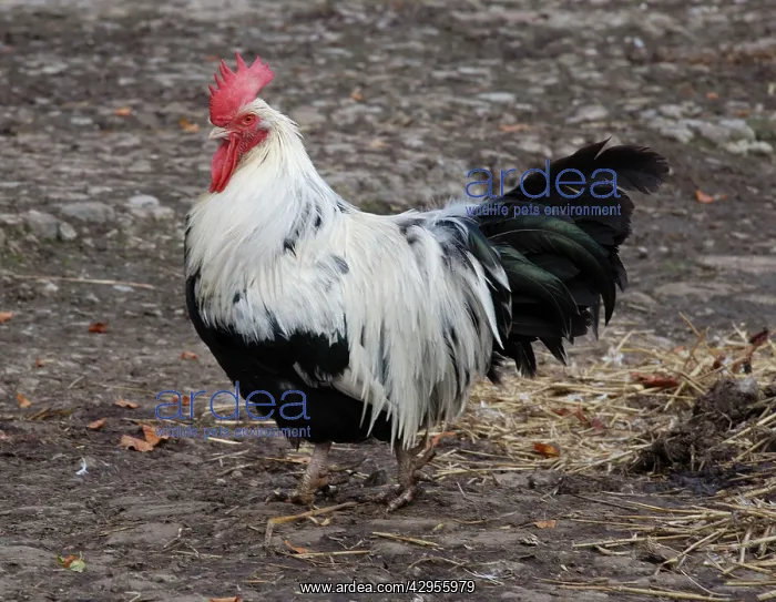 : Dorking Fowl: domestic table chicken : Dorking Fowl: domestic table chicken