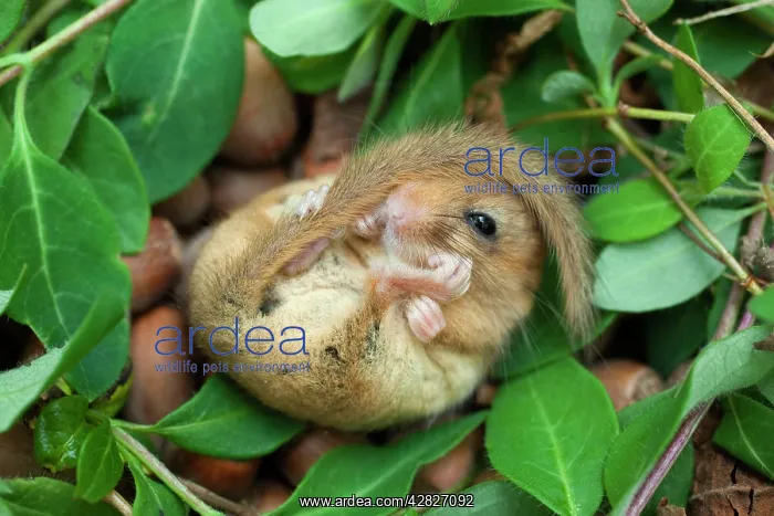 : Dormouse (Muscardinus avellanaruius). Cornwall - UK : Dormouse (Muscardinus avellanaruius). Cornwall - UK