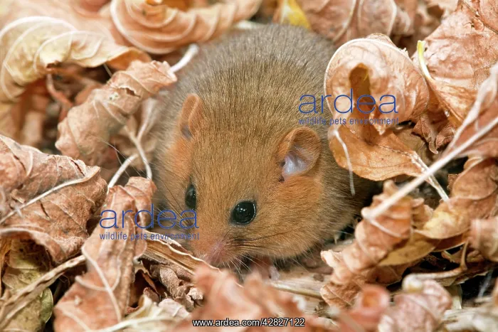: Dormouse (Muscardinus avellanaruius). Cornwall - UK : Dormouse (Muscardinus avellanaruius). Cornwall - UK