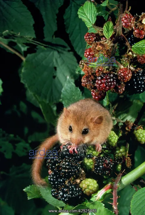 : DORMOUSE - ON BLACKBERRIES : DORMOUSE - ON BLACKBERRIES