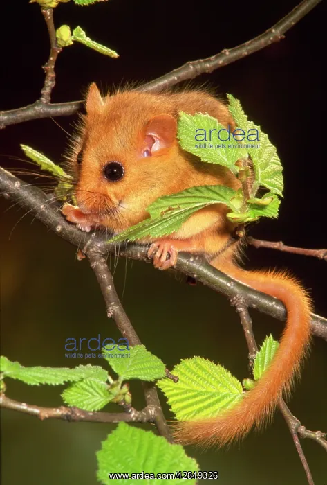 : DORMOUSE - ON BRANCH + LEAVES : DORMOUSE - ON BRANCH + LEAVES