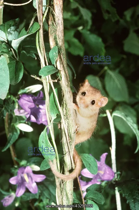 : DORMOUSE - climbing Honeysuckle stem : DORMOUSE - climbing Honeysuckle stem