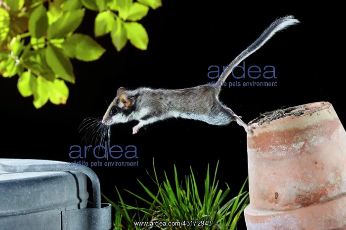 : Dormouse (Eliomys quercinus) jumping from a flower : Dormouse (Eliomys quercinus) jumping from a flower