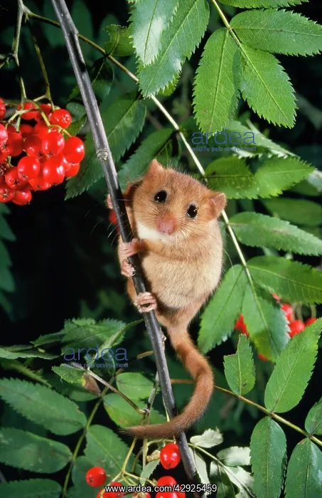 : DORMOUSE - IN ROWAN TREE : DORMOUSE - IN ROWAN TREE