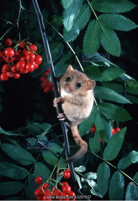 : DORMOUSE - in Rowan tree : DORMOUSE - in Rowan tree