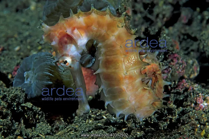 : Dorniges Seepferdchen (Hippocampus histrix), Strasse : Dorniges Seepferdchen (Hippocampus histrix), Strasse