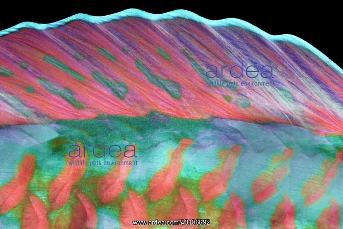 : Dorsal fin, Longnose parrotfish (Hipposcarus harid) : Dorsal fin, Longnose parrotfish (Hipposcarus harid)