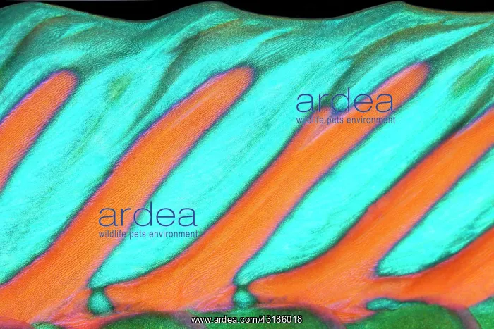 : Detail of dorsal fin, parrot fish (Scarus), Pacific : Detail of dorsal fin, parrot fish (Scarus), Pacific