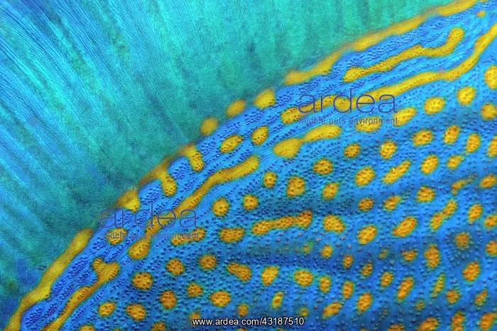 : Dorsal fin and scales of blue stripe triggerfish : Dorsal fin and scales of blue stripe triggerfish